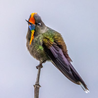 Rainbow-bearded Thornbill